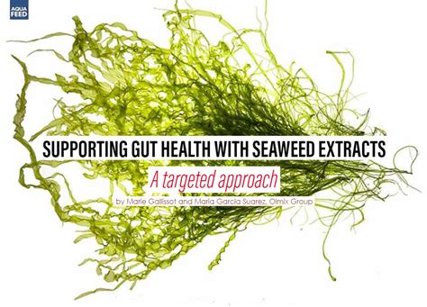 Sustainable Harvesting and Conservation Efforts for Magic Seaweed